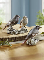 Hausrotschwanz - Vogel des Jahres 2025 