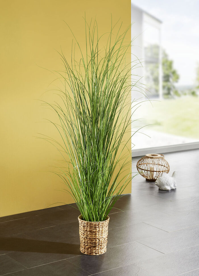 Grasbusch im Topf 