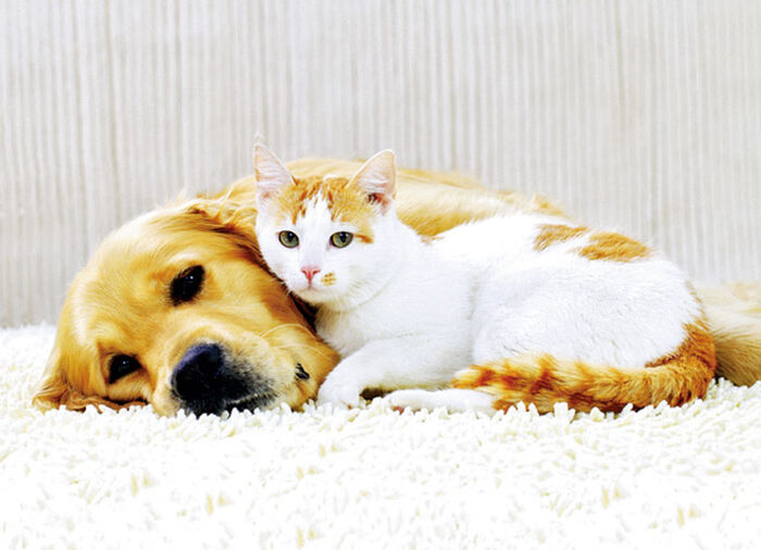 Bodenstaubsauger mit Zyklon-Technologie 