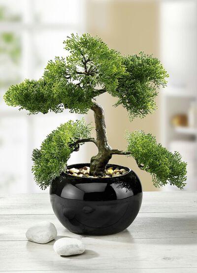 Zypressen-Bonsai im Topf 