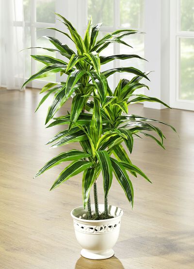 Dracena-Palme im Topf 