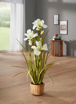 Wundersch&ouml;ne Lilie im Topf WEISS