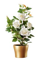 Bezauberndes Rosengesteck im Topf WEISS