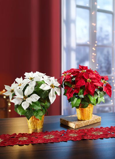 Weihnachtsstern im Topf  