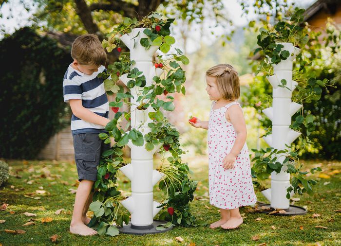 Pflanz-System Sissi Strawberry  