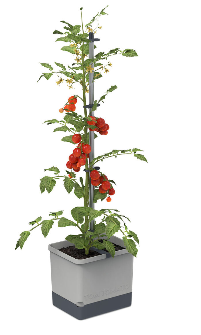 Gusta Garden Tom Tomato mit Bew&auml;sserungssystem GRAU