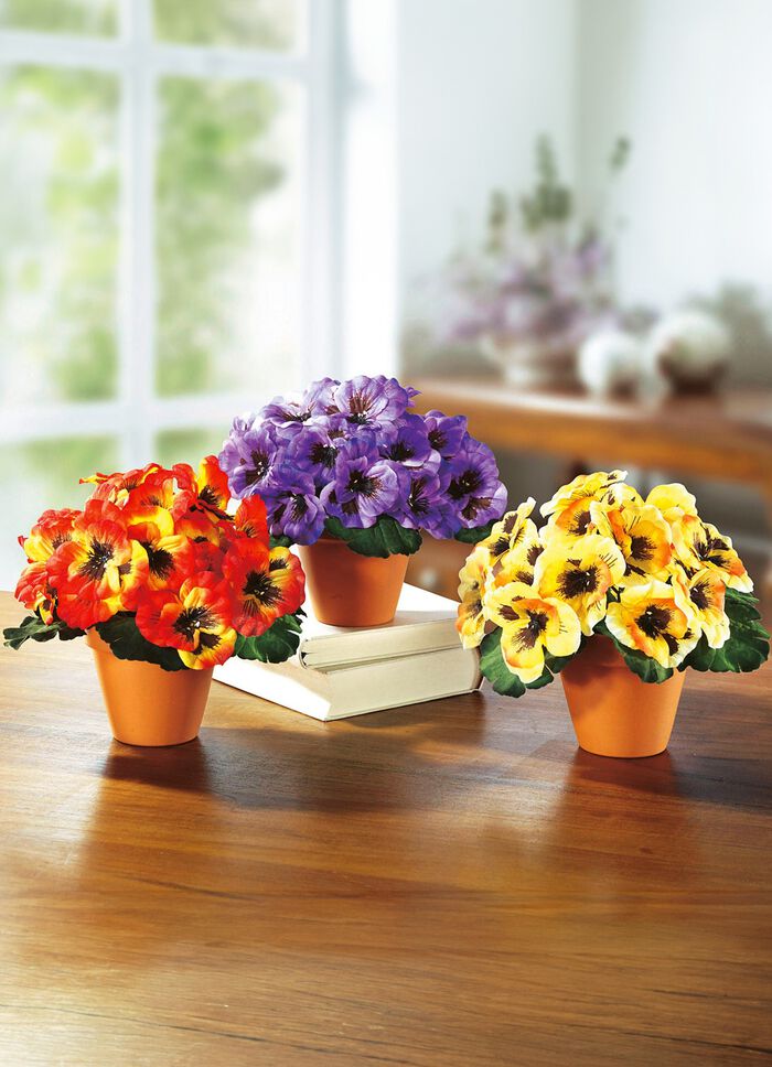 Stiefm&uuml;tterchen, 3er-Set 