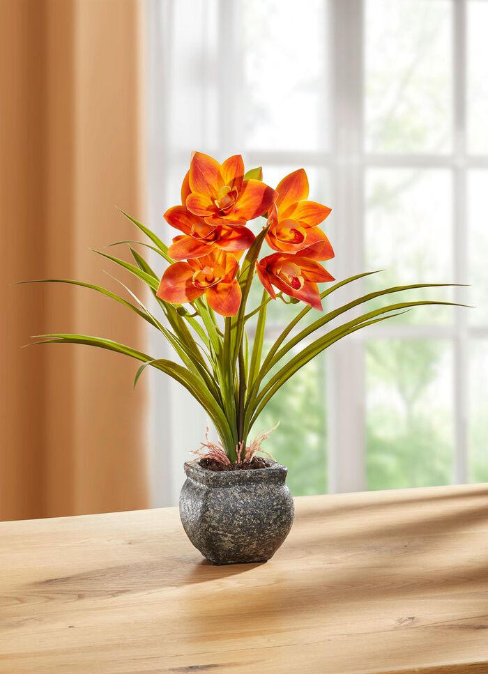 Cymbidium-Orchidee im Zementtopf ORANGE