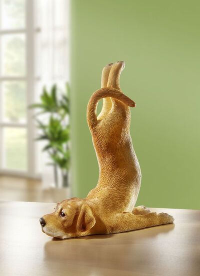 Hund in Yogaposition 