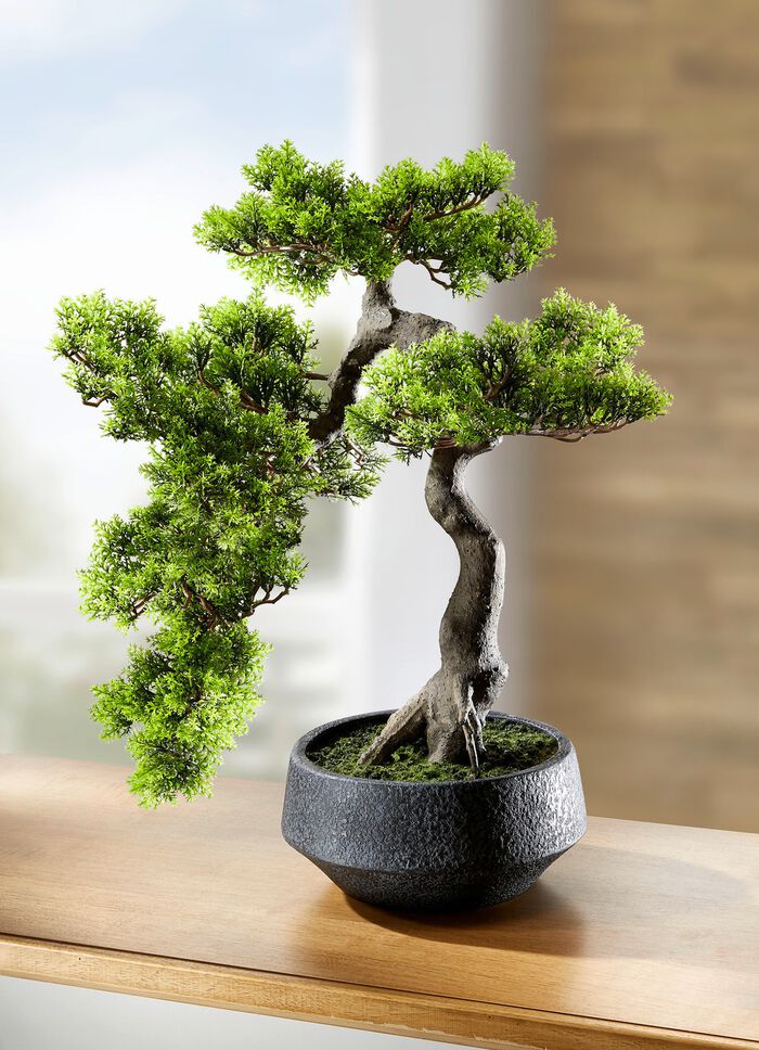 Zeder-Bonsai in dunkelgrauer Zementschale 