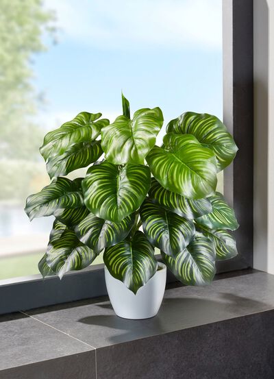 Marantabusch in weißen Keramiktopf 