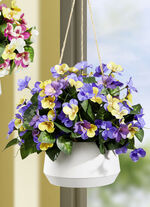 Stiefmütterchen in Hängeampel GELB-VIOLETT