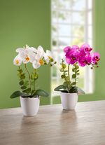 Orchideen, 2er-Set 