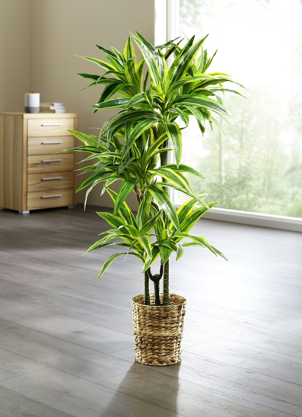 Dracena-Reflexa-Palme - GRN